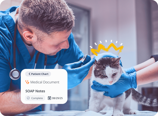 A veterinarian at a speciality practice seeing a patient (cat)