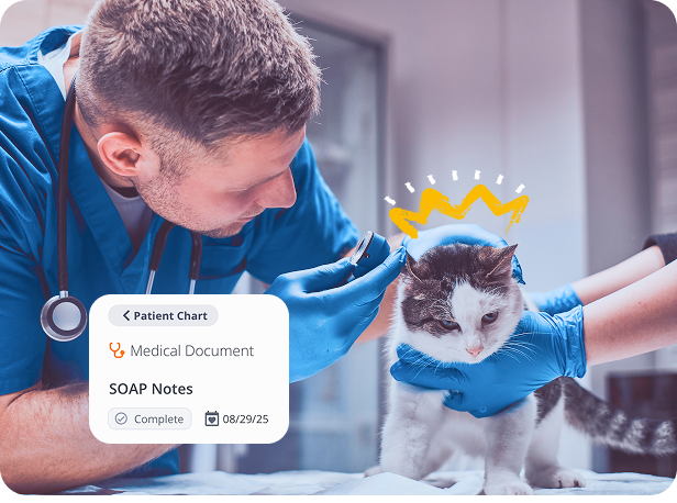 A veterinarian seeing a patient (cat)