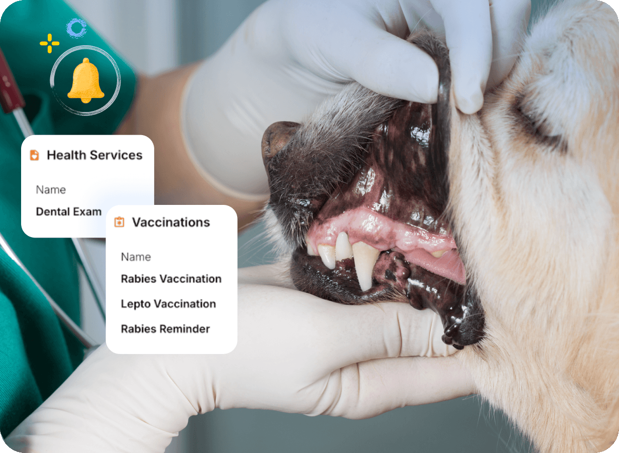 Veterinarian Examining a Dog's Teeth