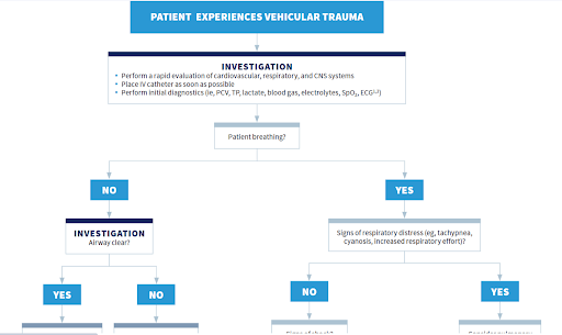 Standards of Care vehicular trauma algorithm with veterinary treatment guidelines for initial evaluation and stabilization.