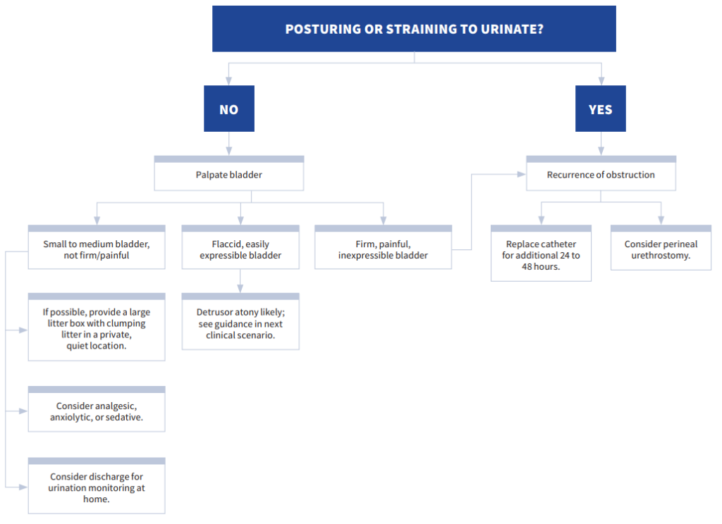 Standards of Care algorithm for evaluating urination after catheter removal in feline urinary obstruction.